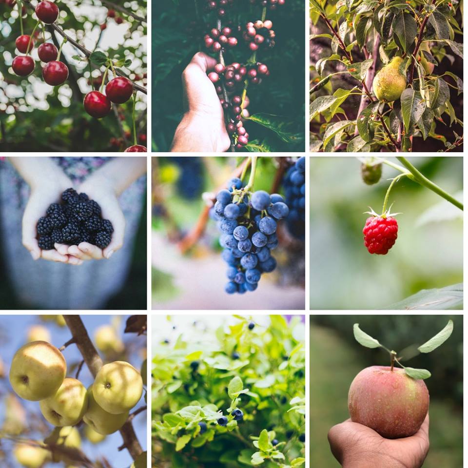 Food Forest Garden