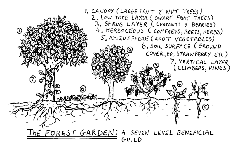 Forest Garden