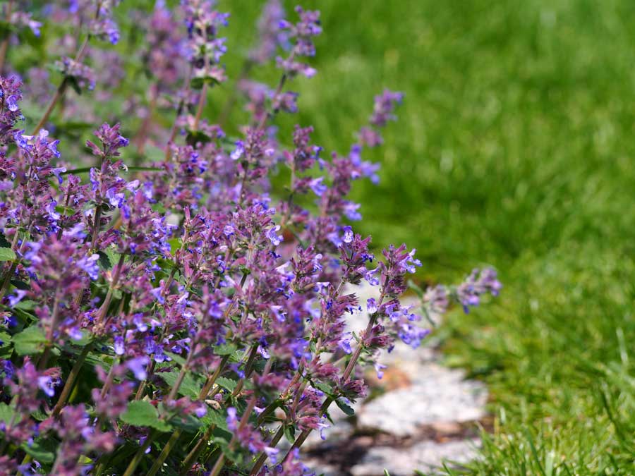 Catmint--web