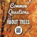 Common-Questions-about-Trees