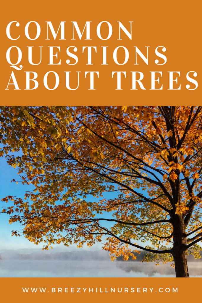 Common Questions about Trees
