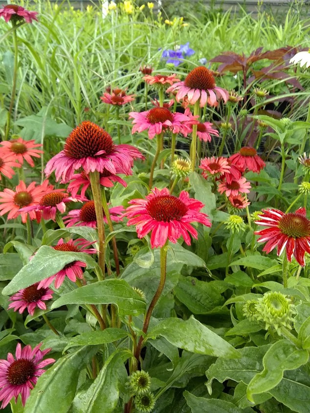 Coneflower