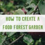 How-to-create-a-food-forest-sm-square