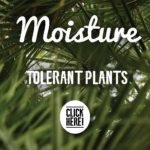 Moisture-Tolerant-Plants