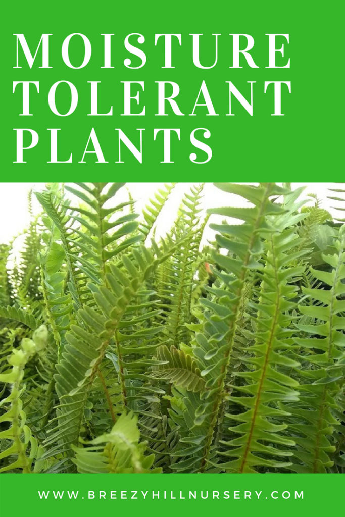 Moisture Tolerant Plants
