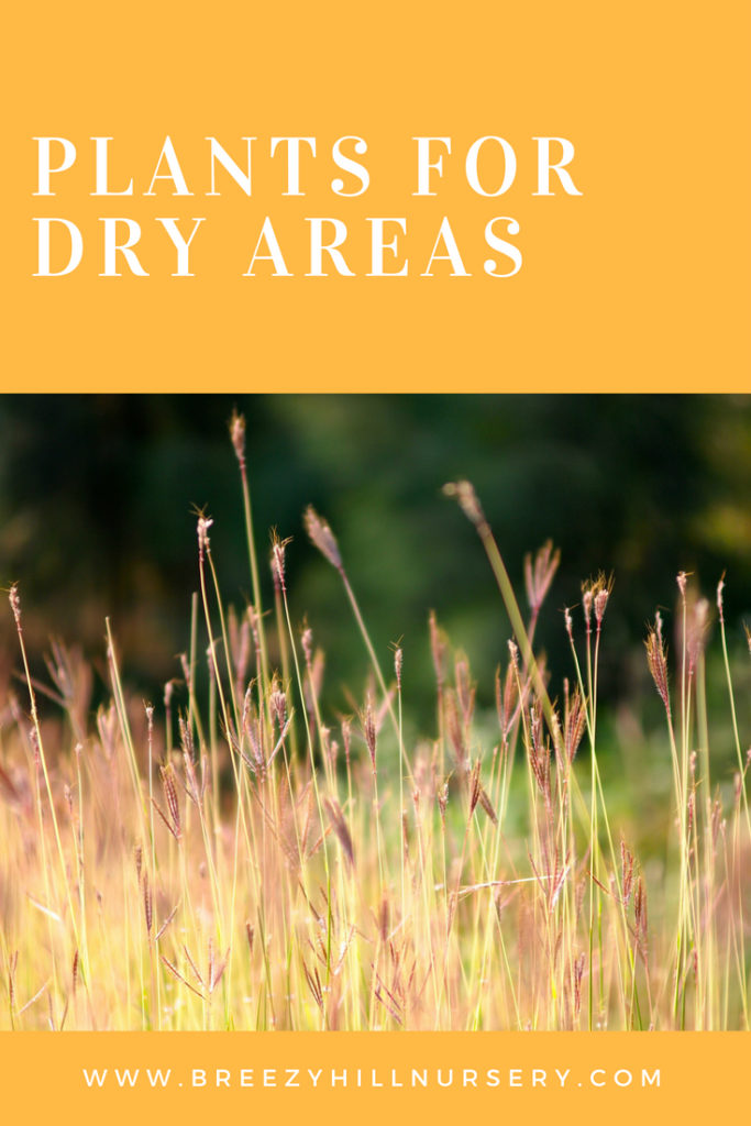 Plants for Dry Areas Pin