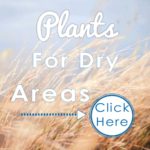 Plants-for-Dry-Areas-