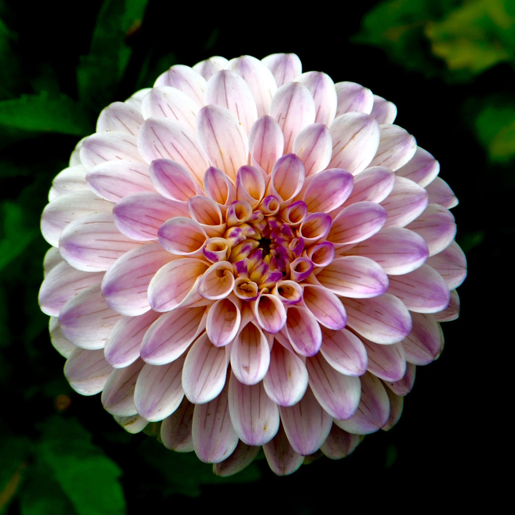 Pink Dahlia