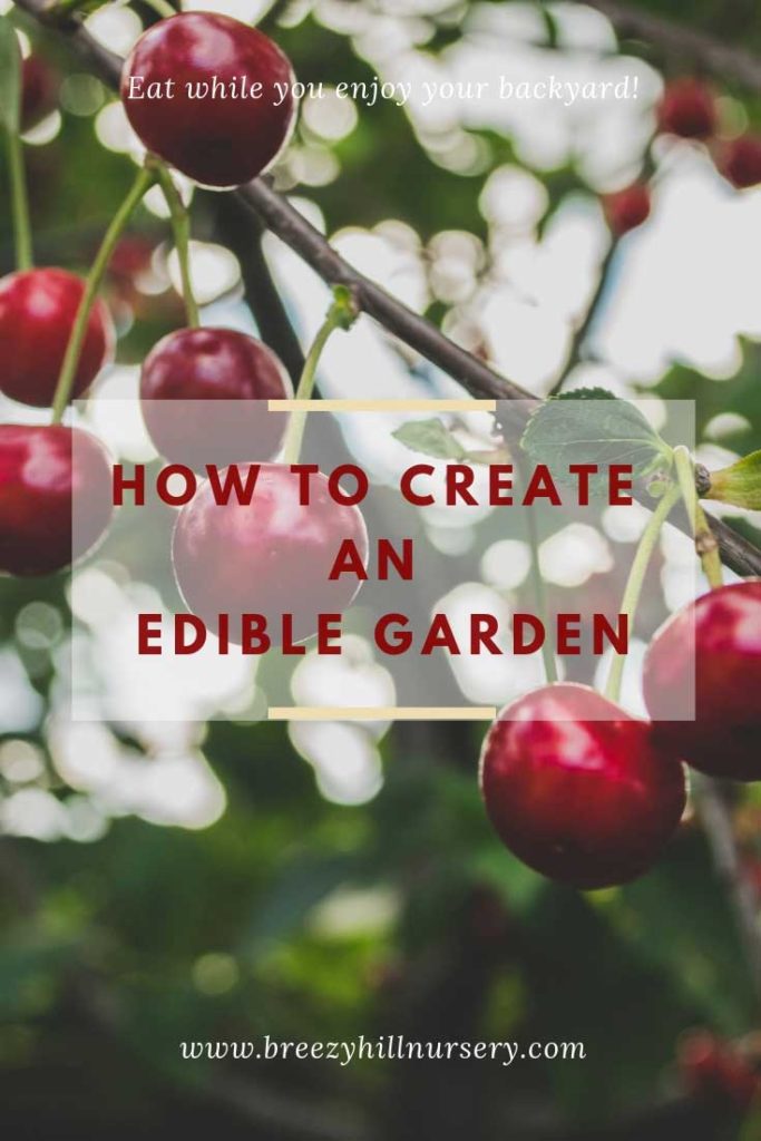 How to create an edible garden