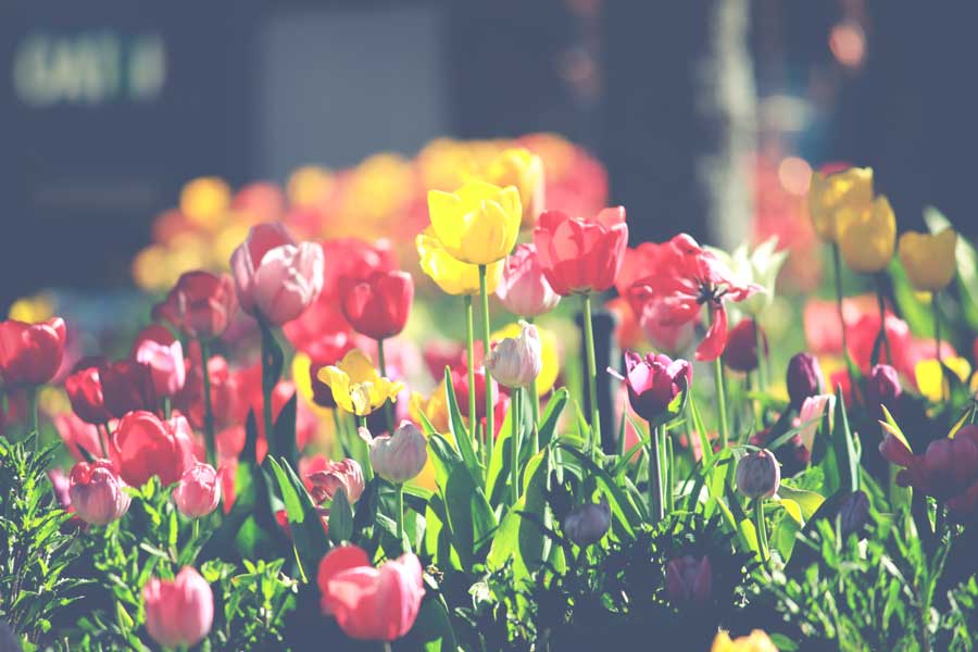 tulips---web
