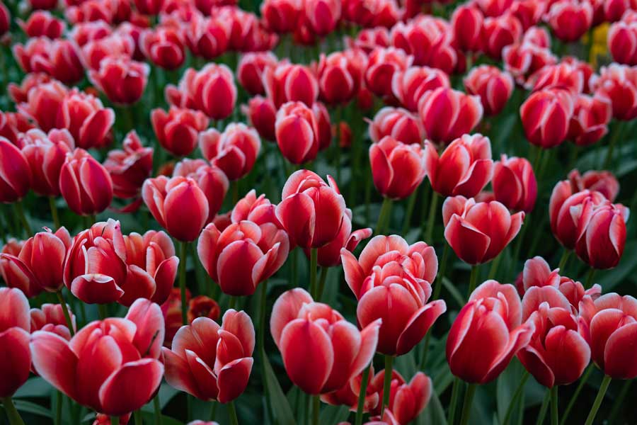 Red Tulips with white tips