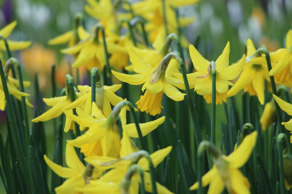 Yellow Daffodils