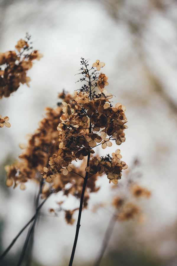 Hydrangea