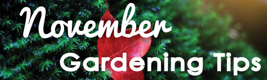 November-Gardening-Tips----web