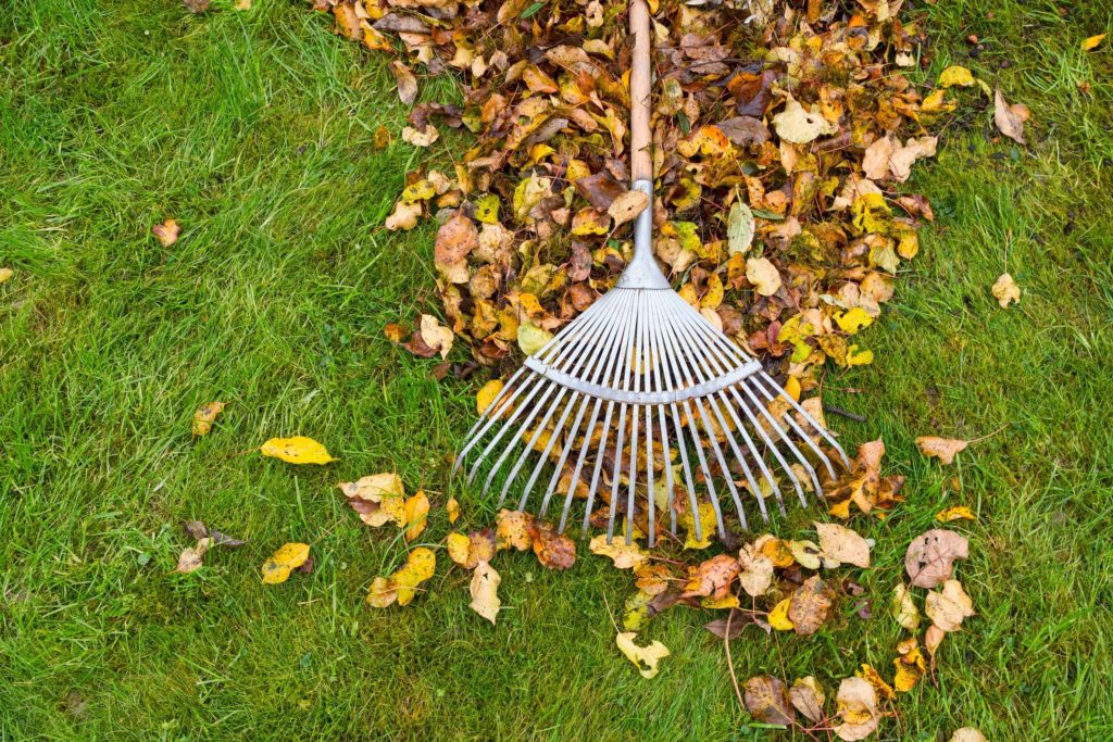 Raking Leaves