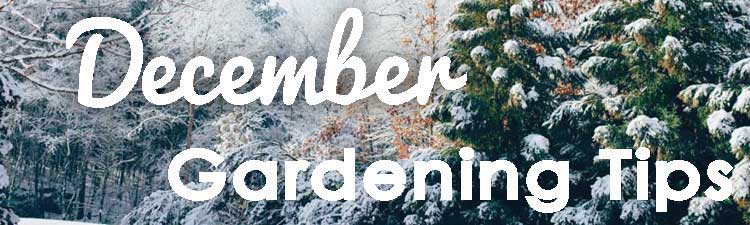 December-Gardening-Tips----web