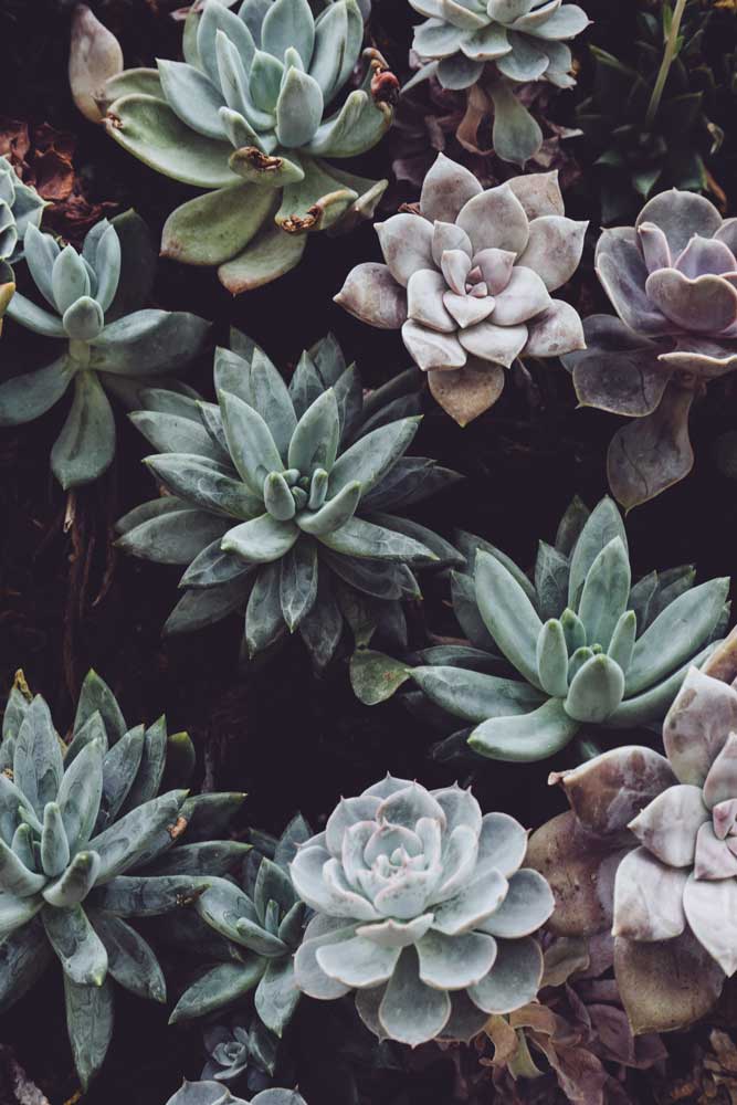 Dusty succulents