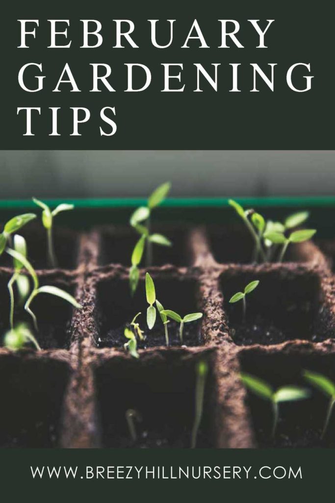 February-Gardening-Tips-2019-WEB