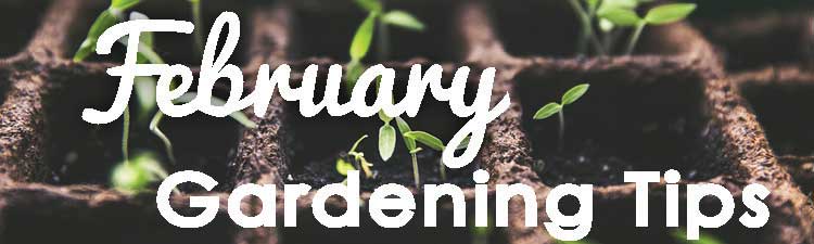February-Gardening-Tips-blog-banner-2019----web