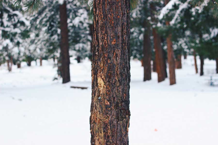 Bark-on-tree