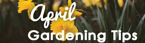 April-Gardening-Tips-blog-banner-2019--web
