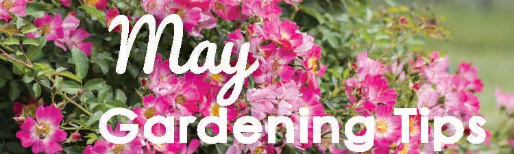 May Gardening Tips 