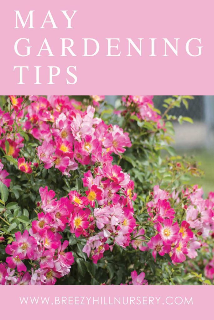 May-GardeningTips-2019---web