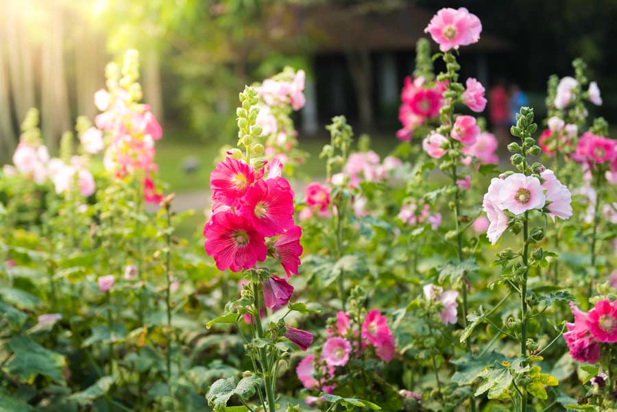 Pink Hollyhock---web