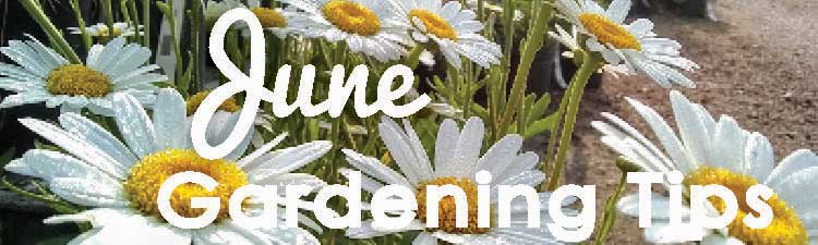 June Gardening Tips Header 