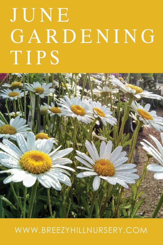 June-Gardening Tips-2019---web