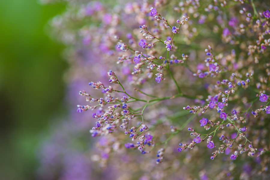 Purple Statice---web