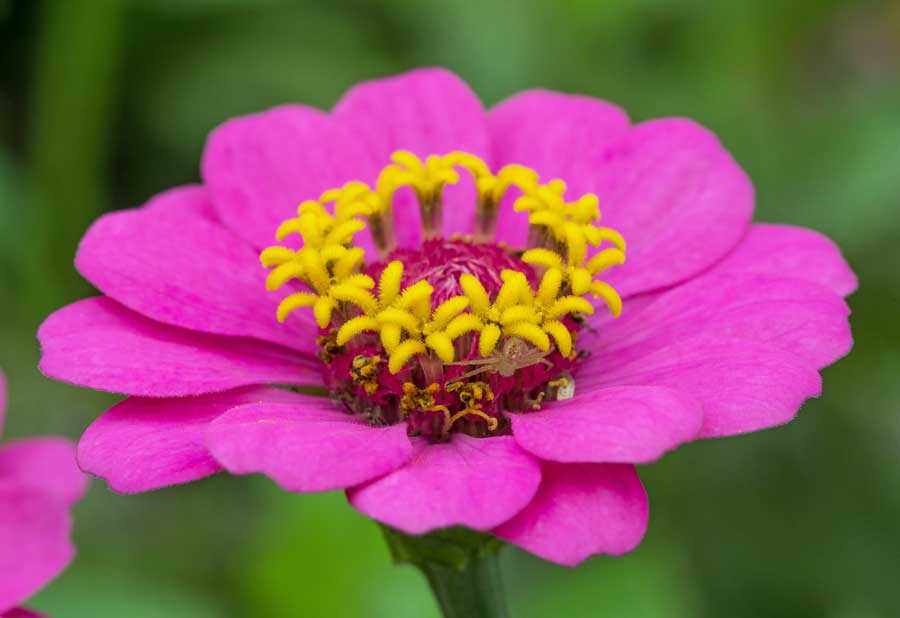 Fuschia Zinnia with yellow