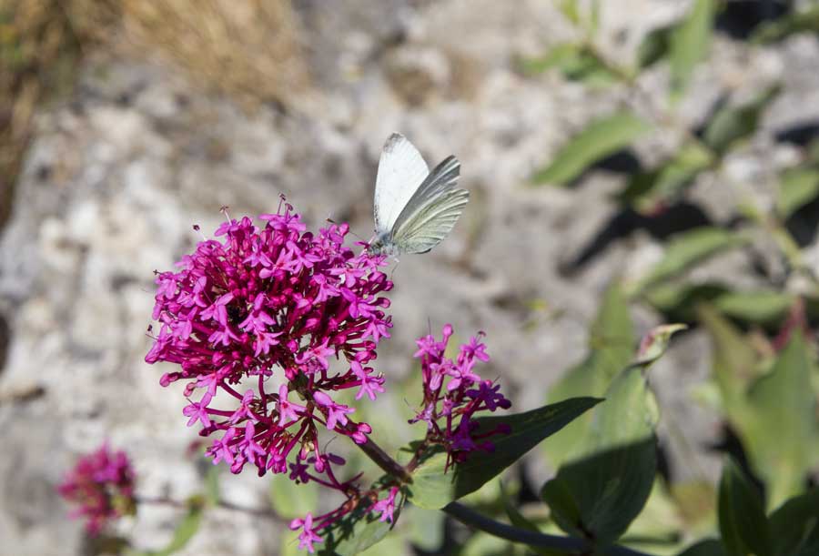 Centranthus (Red Valerian)