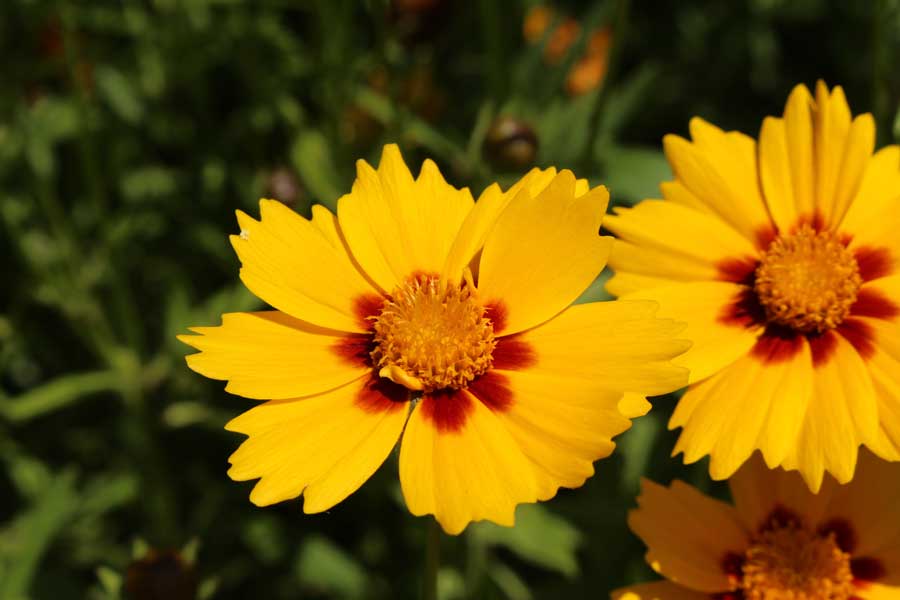 Coreopsis (Tickseed)