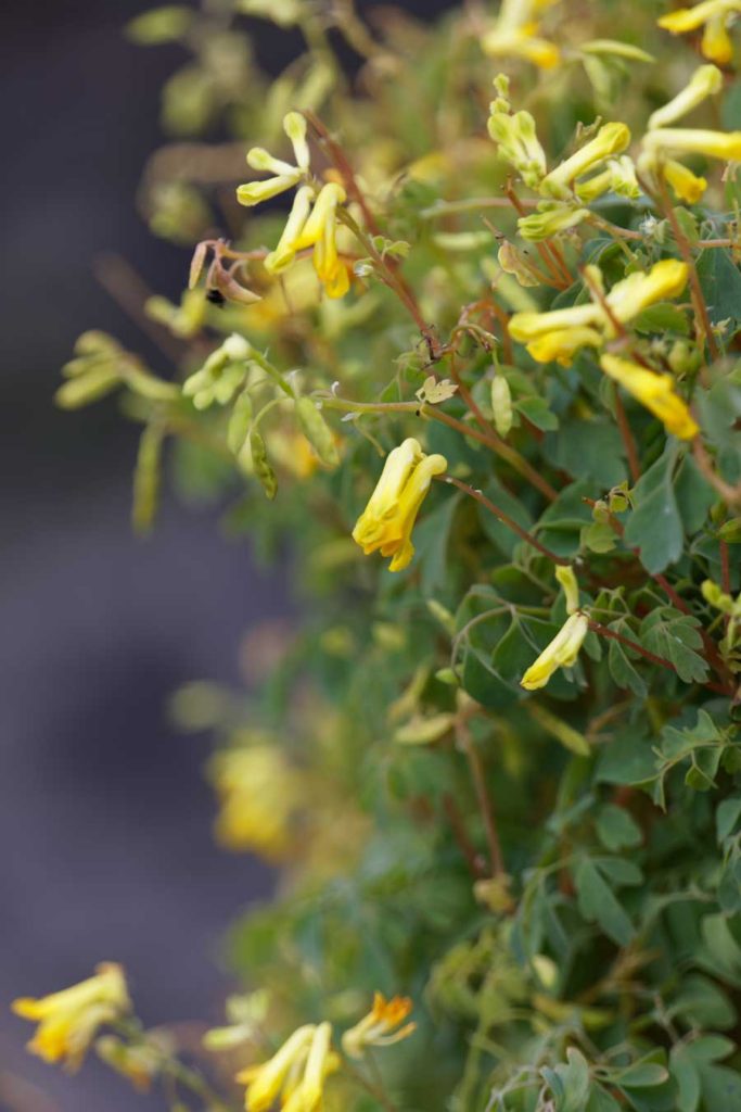 Corydalis-lutea-(Fumewort)