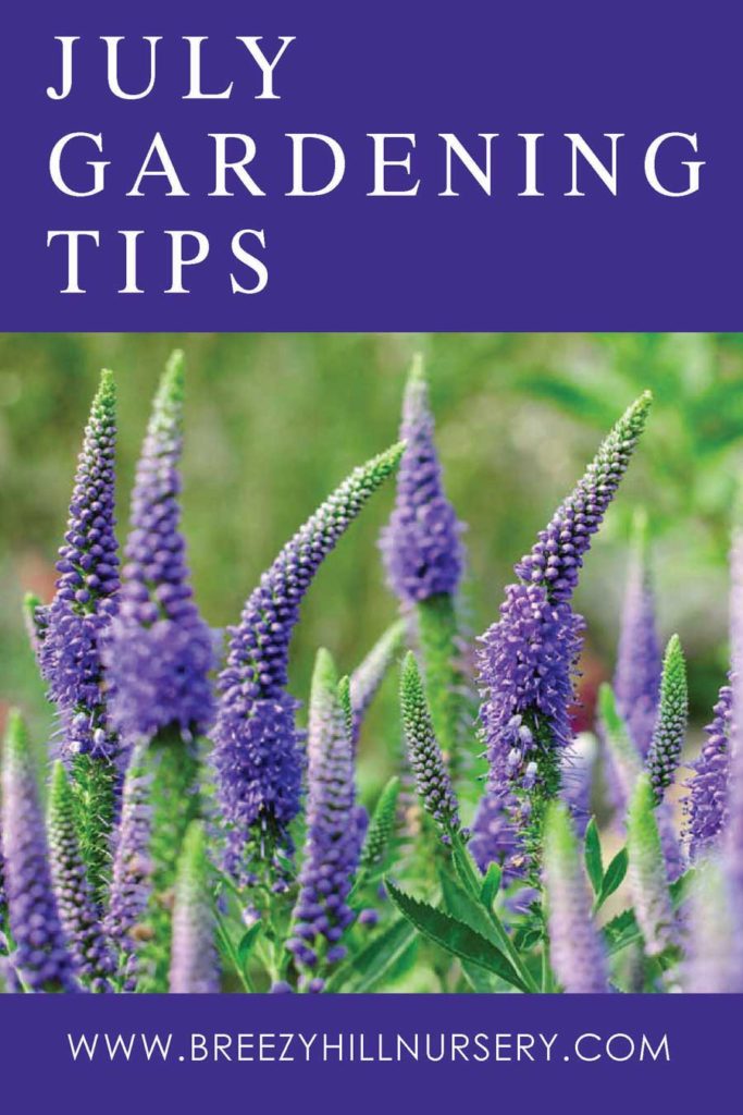 July-GardeningTips-2019