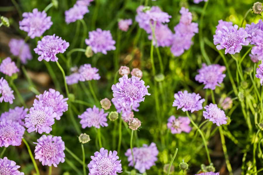 Pin-Cushion---Scabiosa---web