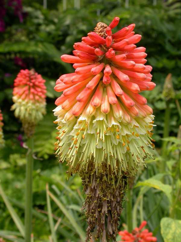 Red Hot Pocker Kniphofia uvaria