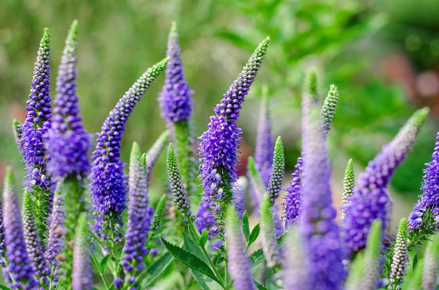 Veronica spicata (Spike Speedwell)