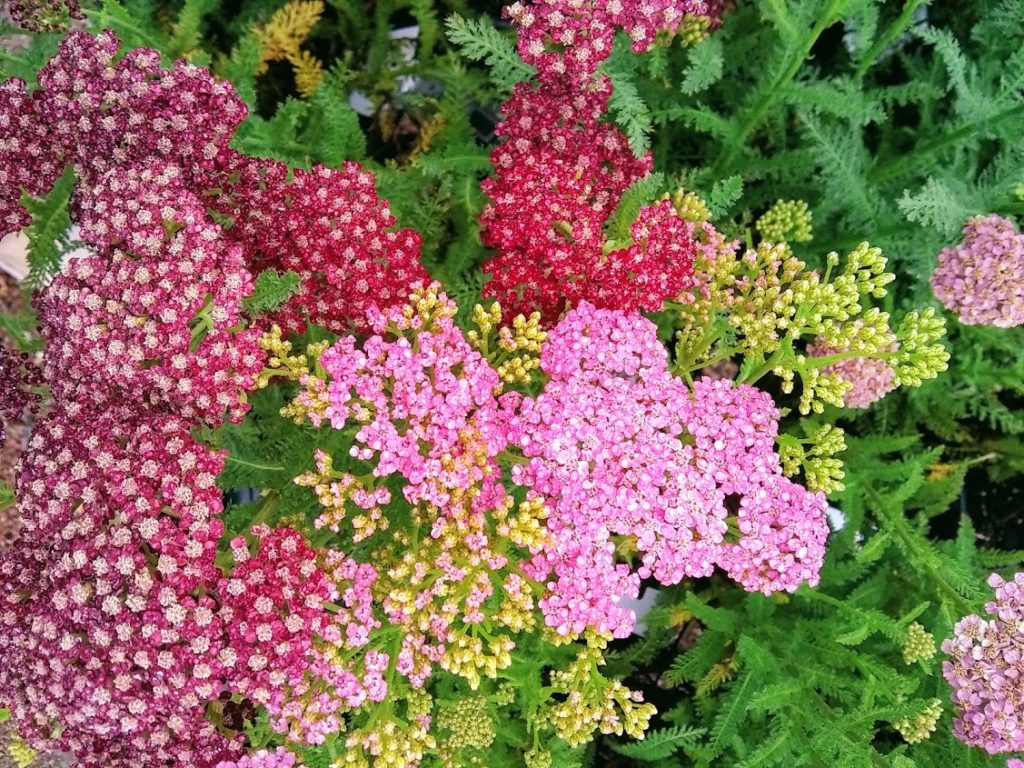 Yarrow - Breezy Hill Nursery