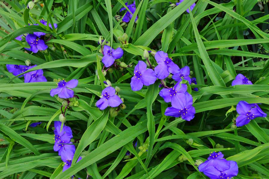 tradescantia-spiderwort