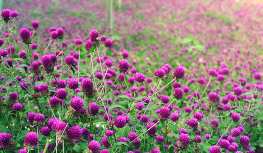 Purple globe amaranth