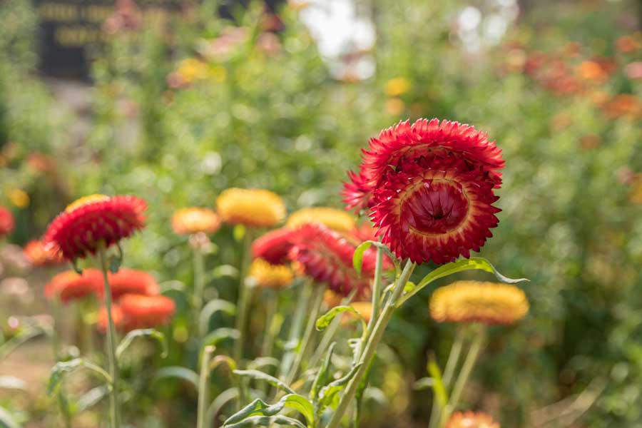 Red and Yellow strawflowers