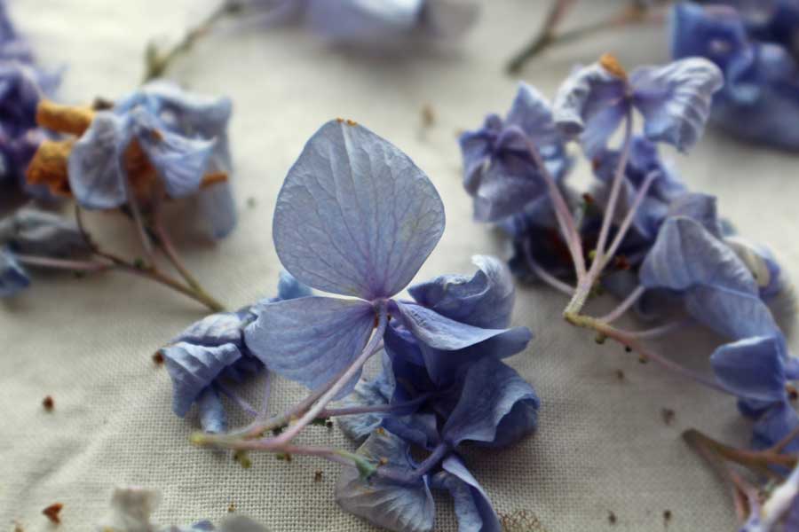 Blue-Hydrangea-Petals---web
