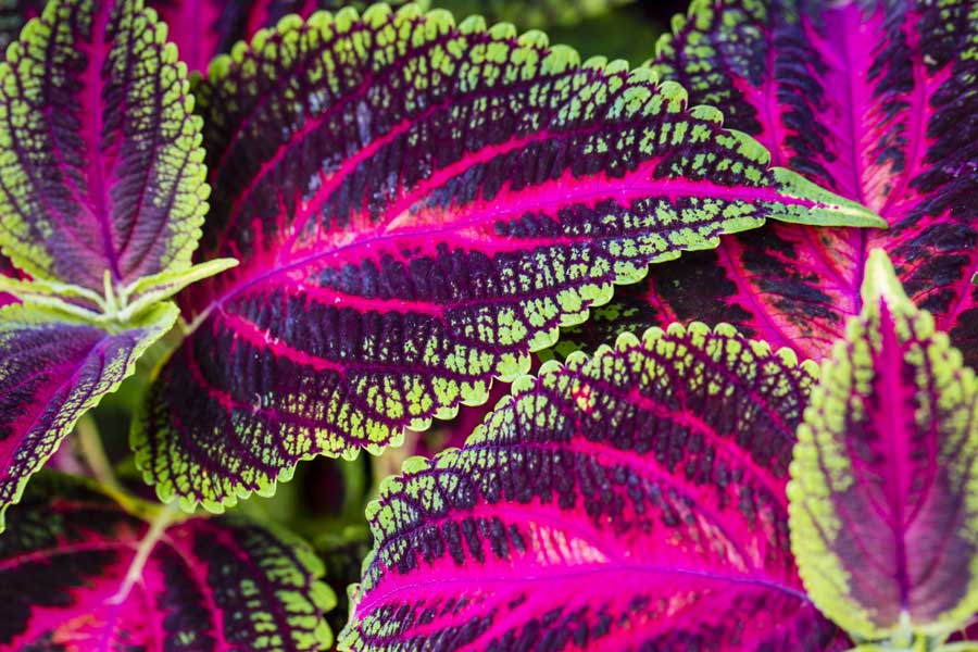 Coleus---web