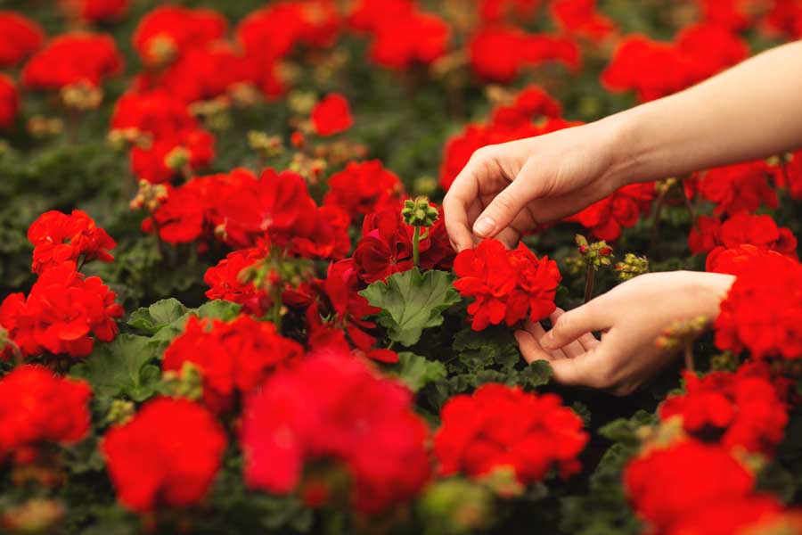 Geranium-w-womans-hands---web