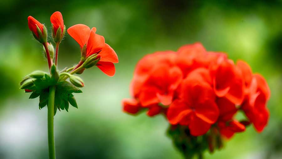 Red-Geranium----web