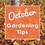 Oct-Gardening-Tips-2019---small-square---web