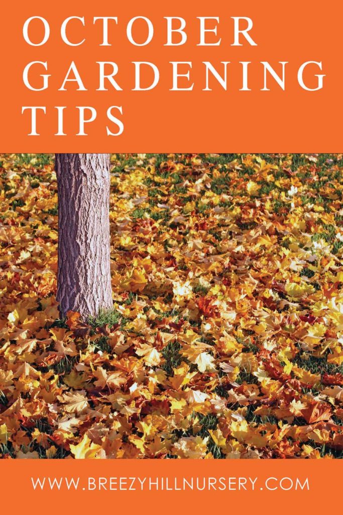 October-GardeningTips-2019---web