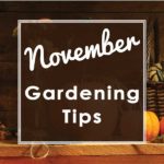 Nov-Tips-square-2019-web